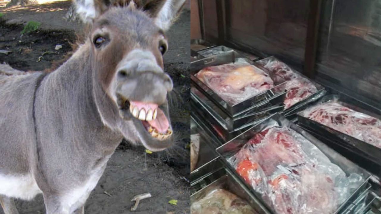 2025/July 2025/৫০টি গাধা ও ১০০০ কেজি মাংস জব্দ পাকিস্তানের গোপন কসাইখানা থেকে.jpg